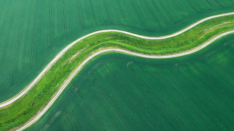 Wheat field